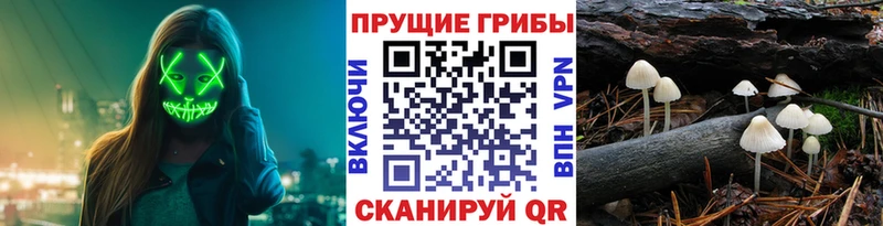 Псилоцибиновые грибы Psilocybine cubensis сайты даркнета клад Славянск-на-Кубани где купить наркоту