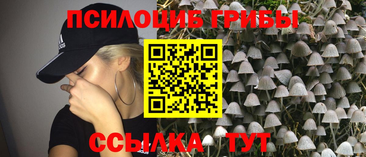 Псилоцибиновые грибы Psilocybine cubensis  Славянск-на-Кубани 