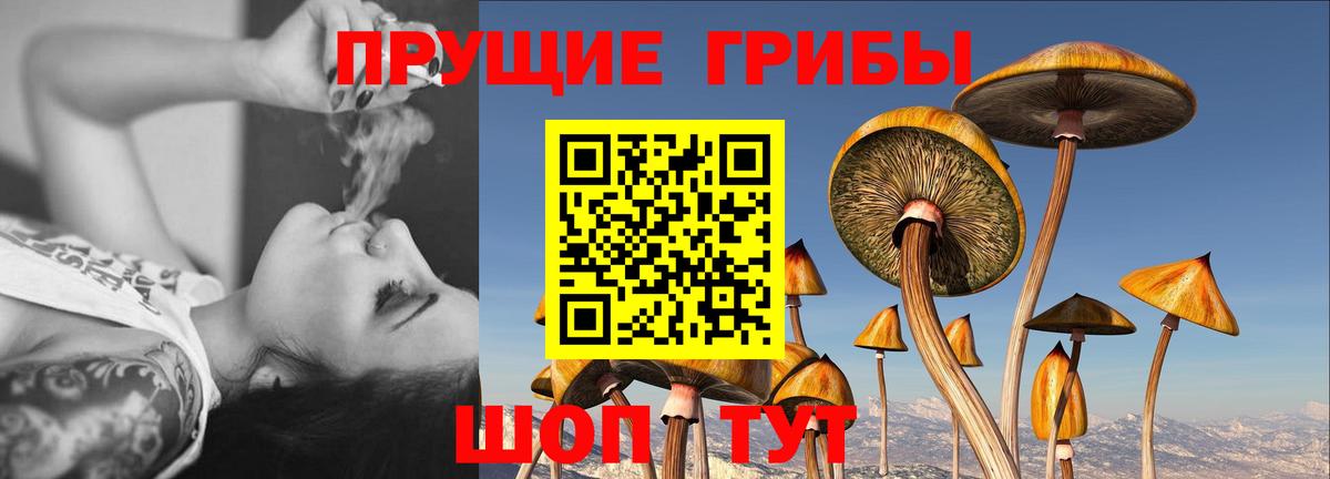 Славянск-на-Кубани  Псилоцибиновые грибы GOLDEN TEACHER  Галлюциногенные грибы GOLDEN TEACHER  Вход с VPN 